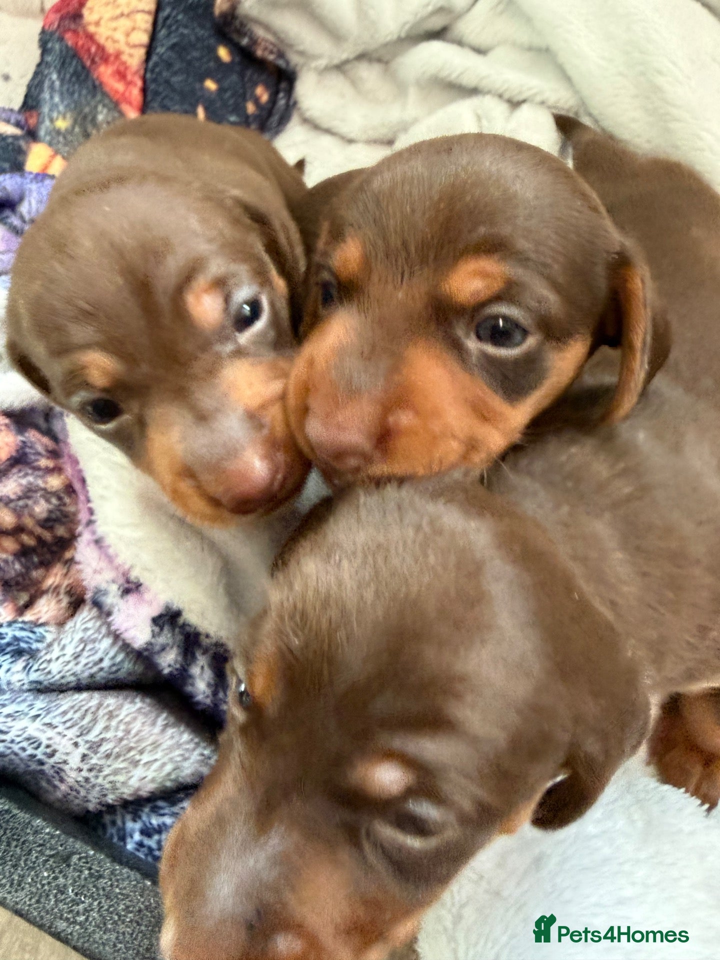 Miniature Dachshund dogs Stunning Mini Dachshund puppies for sale - Advert 14