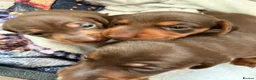 Miniature Dachshund dogs for sale: Stunning Mini Dachshund puppies for sale - Advert 1