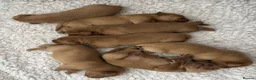 Labrador Retriever dogs for sale: KC Registered Fox Red Lab Puppies Raised Vet’s Hom - Advert 8