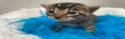 Bengal cats for sale: TICA Registered Bengal Kittens - Advert 8