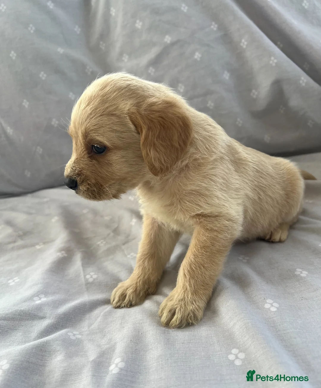 Labradoodle dogs for sale: Labradoodle puppys - Advert 2