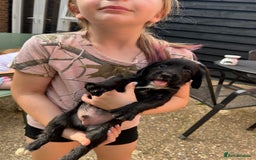 Sprocker dogs for sale: Sprocker Spaniel Puppies - Image 14