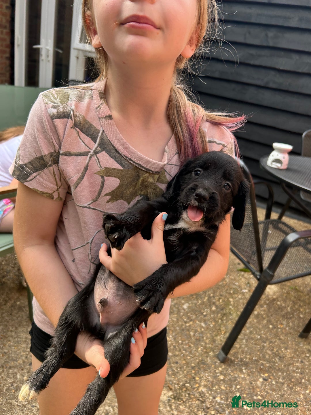 Sprocker dogs for sale: Sprocker Spaniel Puppies - Image 14