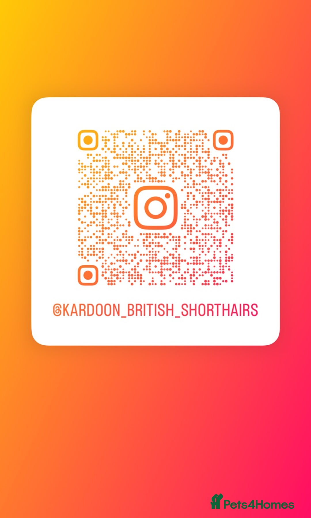 British Shorthair cats for sale: ⭐️Ready 23rd December⭐️ 2 left - British Shorthair - Advert 2