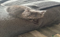 Mixed Breed cats for sale: Beautiful grey girl - Image 1