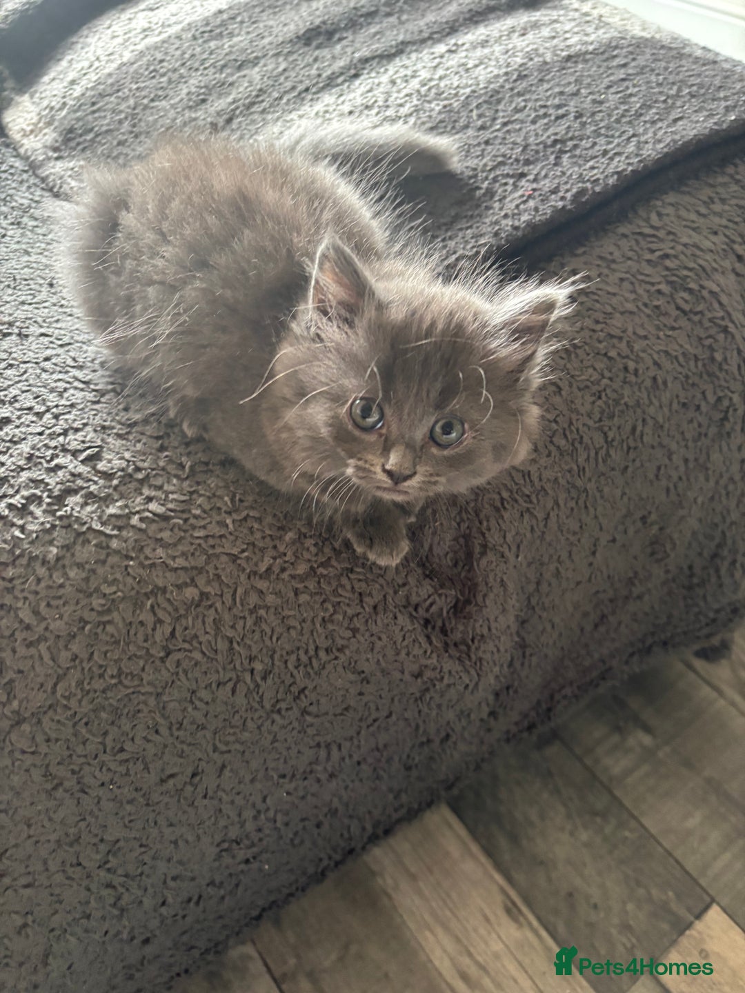 Mixed Breed cats for sale: Beautiful grey girl - Image 1