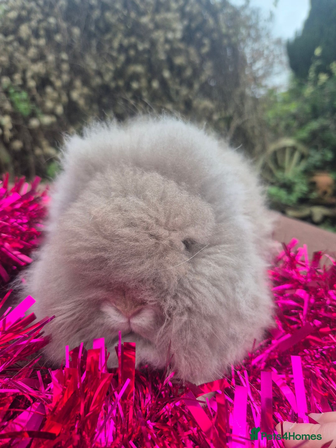 Angora rabbits for sale: Teddydwerg babies 💓💙 READY NOW 😍  - Advert 6
