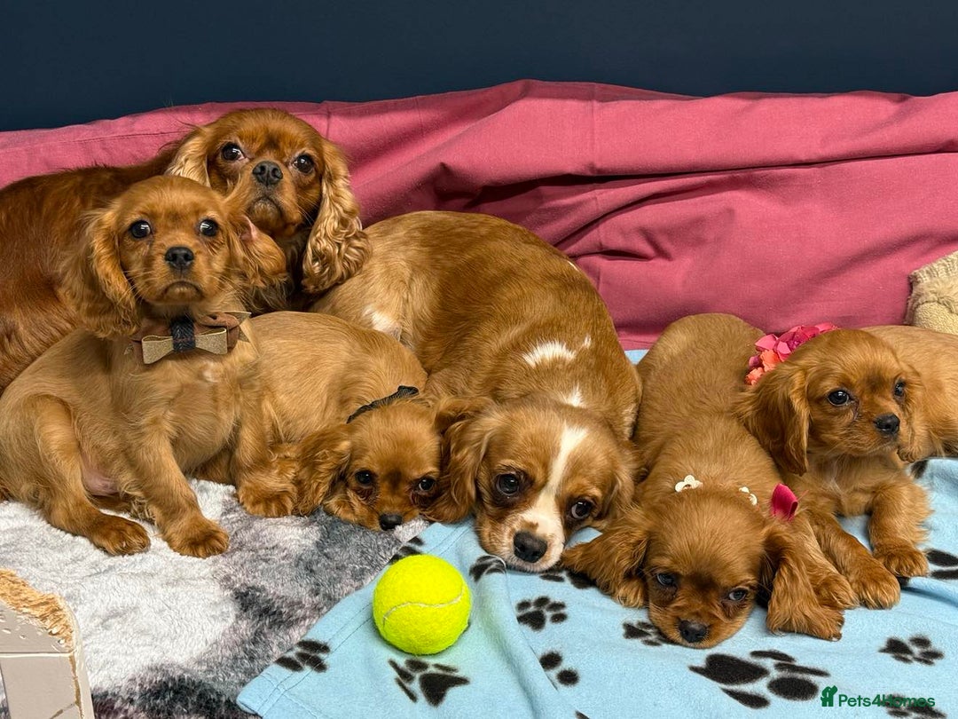 Cavalier King Charles Spaniel dogs for sale: Cavalier king Charles  Ruby's puppy's   - Image 21