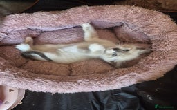 Norwegian Forest Cat cats for sale: Norwegian forest mixed tabby - Image 8