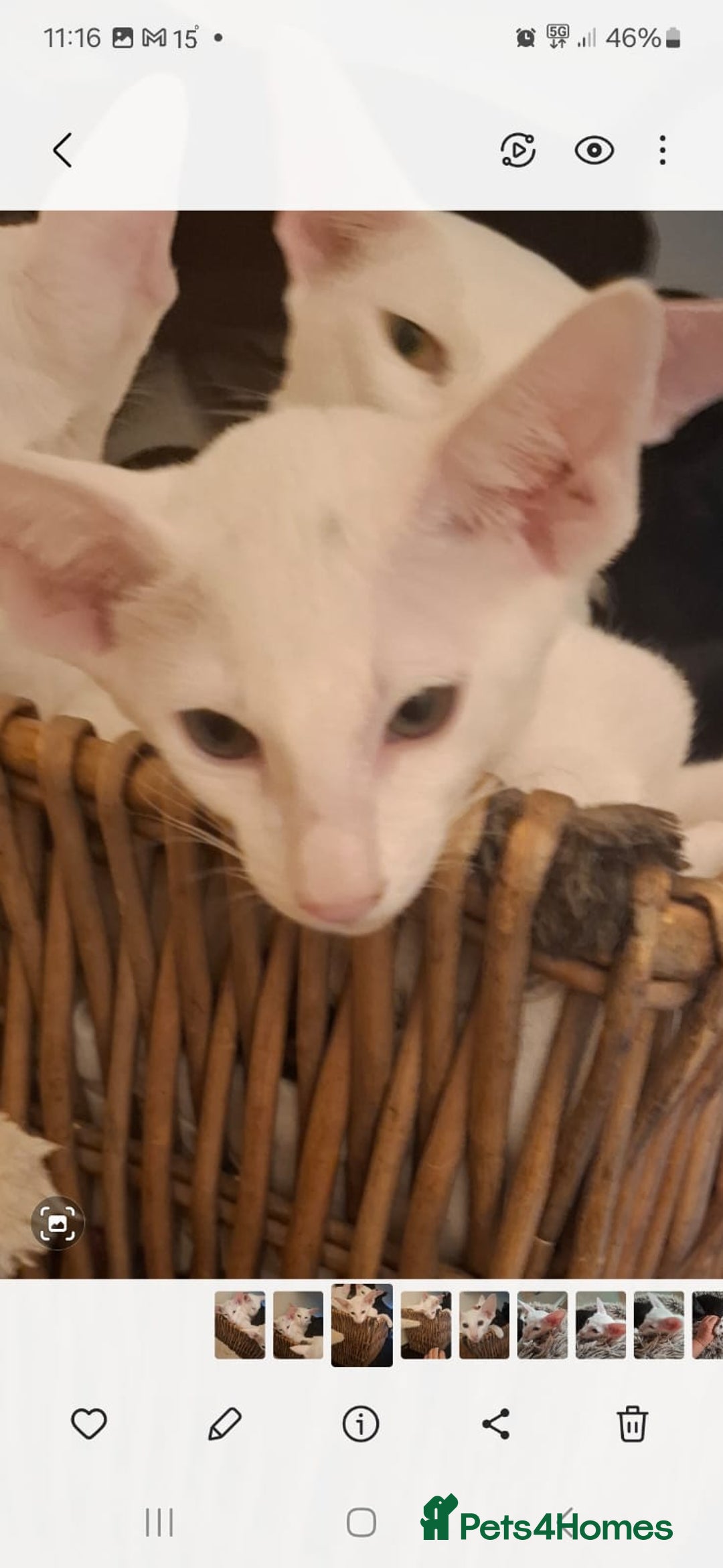 Oriental cats for sale: Absolutly loving beautiful oriental kittens - Image 8