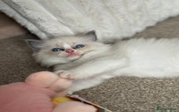 Ragdoll cats for sale: Blue bicolour babies 🐾 - Image 15