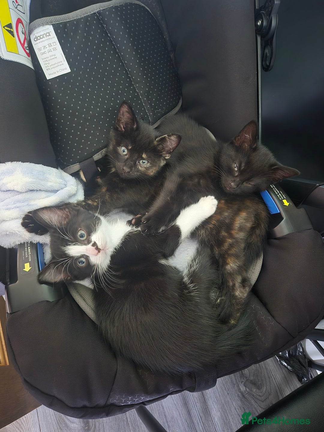 Domestic Shorthair cats for sale: Kittens - Image 4