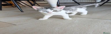 Bengal 3