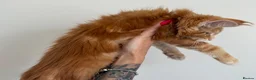 Maine Coon cats for sale: Champion line kittens 🥰 - Advert 24