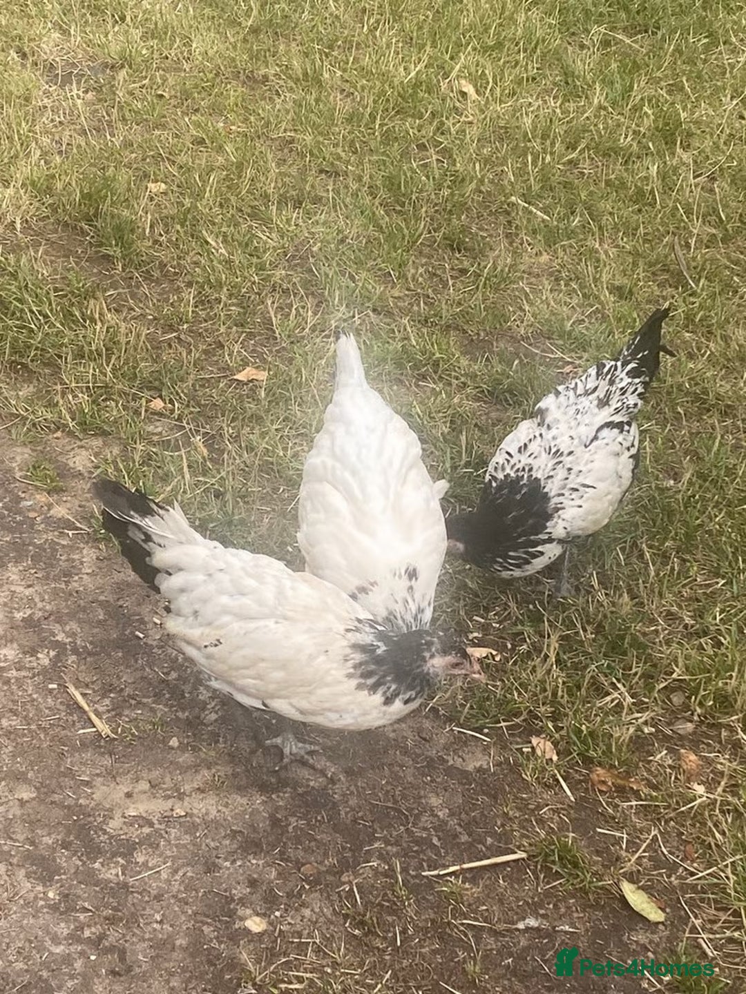 Chickens poultry for sale: 1 Cock 2 Hens Lakenvelders - Image 4