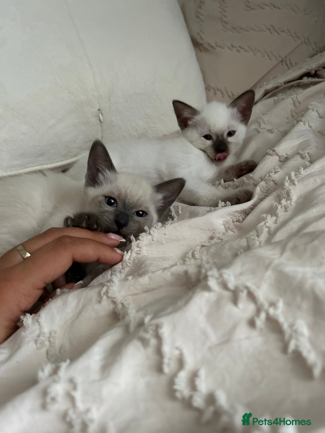 Siamese cats for sale: 2x Beautiful Pedigree Siamese Female Kittens - Image 8