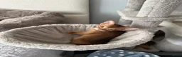 Abyssinian cats for sale: Abyssinian kittens 🌟😻🌟 - Advert 16