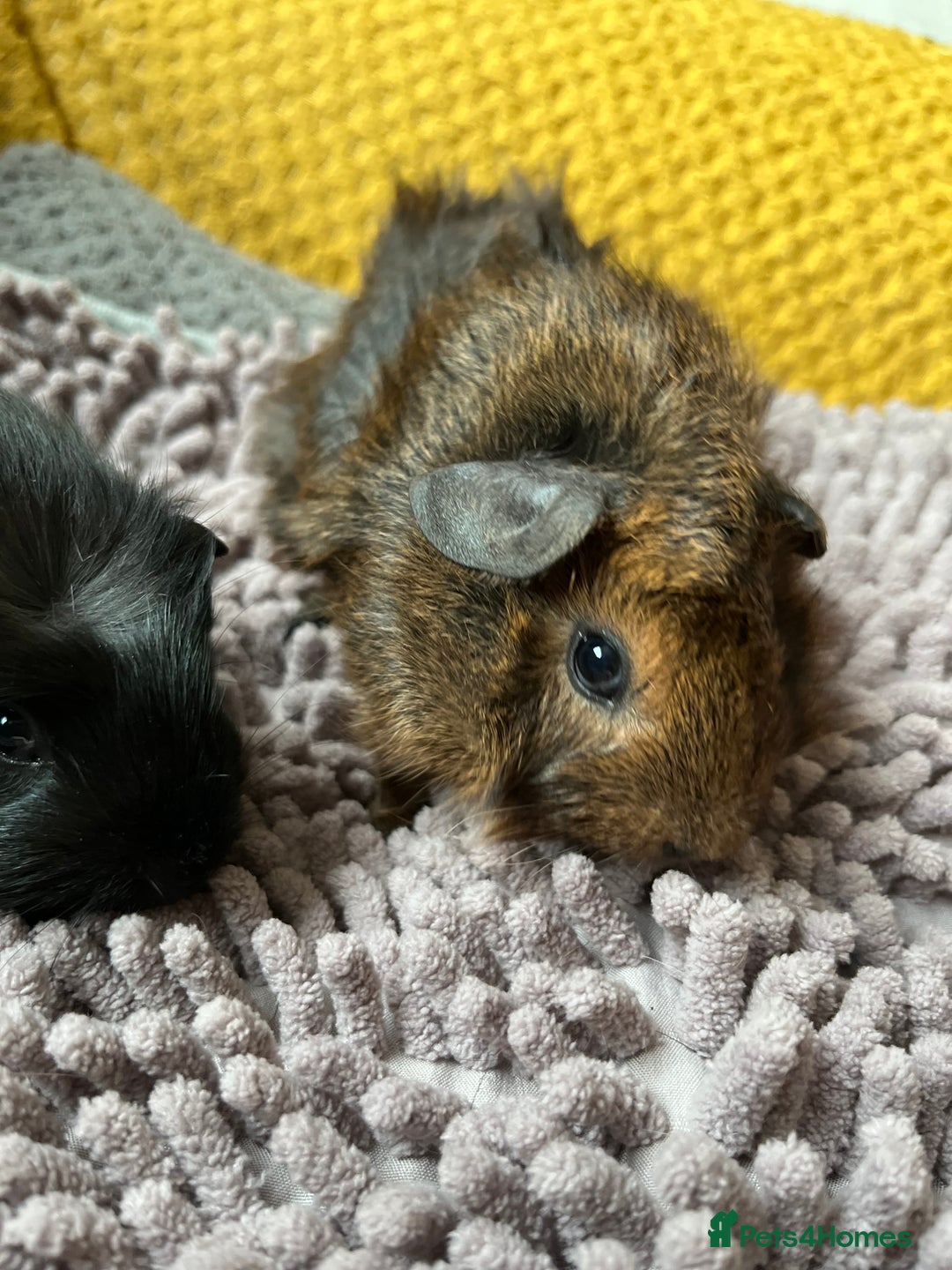 Guinea Pig rodents for sale: 3 x baby boy guinea pigs - Image 2