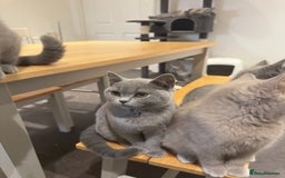 British Shorthair cats for sale: Gorgeous British Shorthair Kittens Chunky, Loving  - Image 4