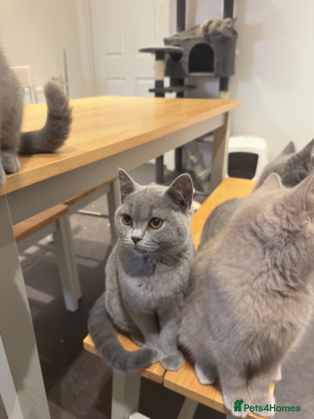 British Shorthair cats for sale: Gorgeous British Shorthair Kittens Chunky, Loving  - Image 4
