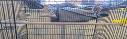 Canaries birds for sale: Beautiful canaries for sale - Advert 1