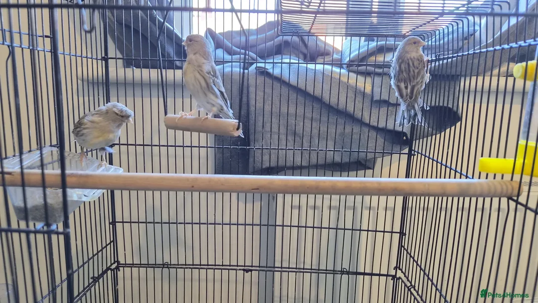 Canaries birds for sale: Beautiful canaries for sale - Advert 1