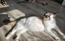 Ragdoll cats for sale: Ragdoll kittens😻🩵💜4 Girls and 1 Boy🙀 - Image 10