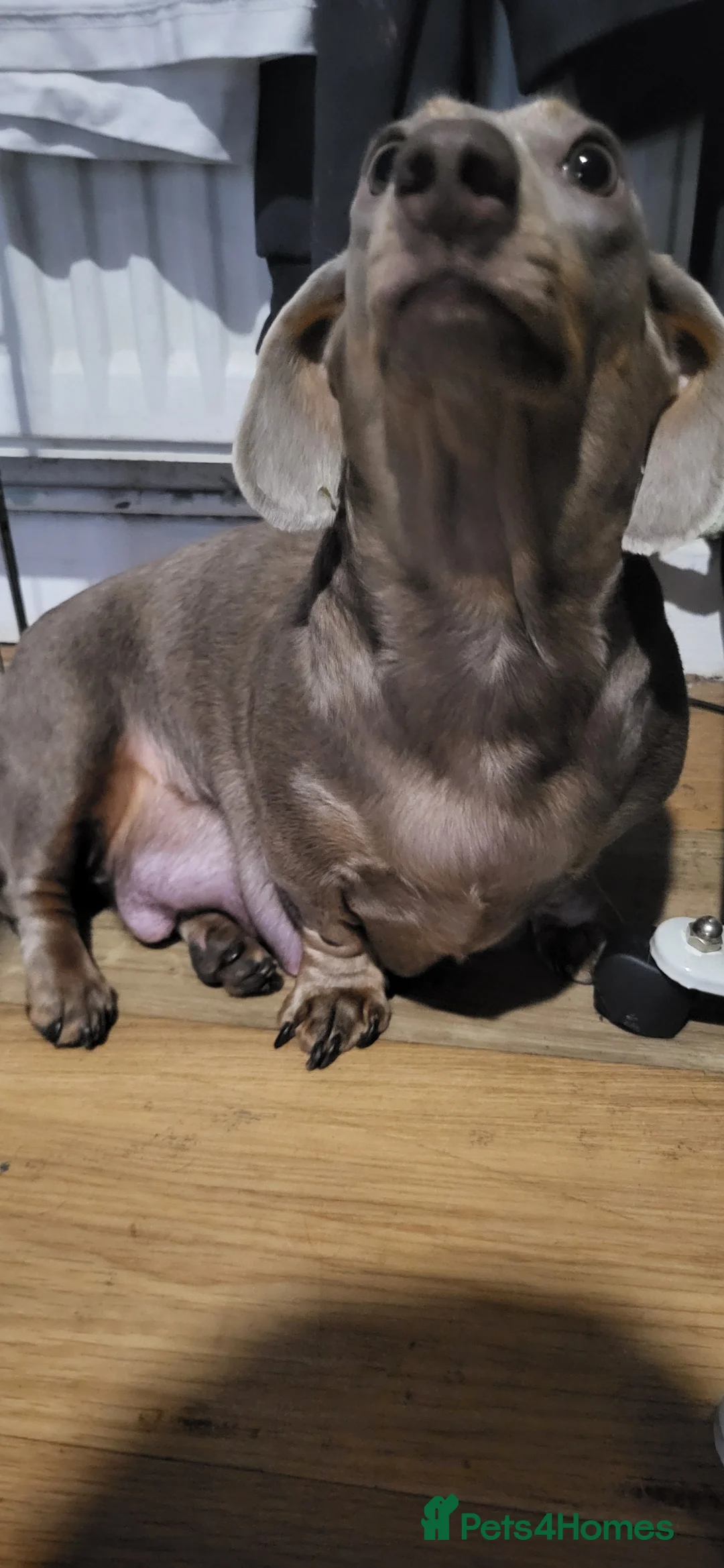 Miniature Dachshund dogs for sale: 3 female miniture dashunds for sale - Advert 11