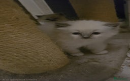 Ragdoll cats for sale: Beautiful ragdoll kittens  - Advert 12