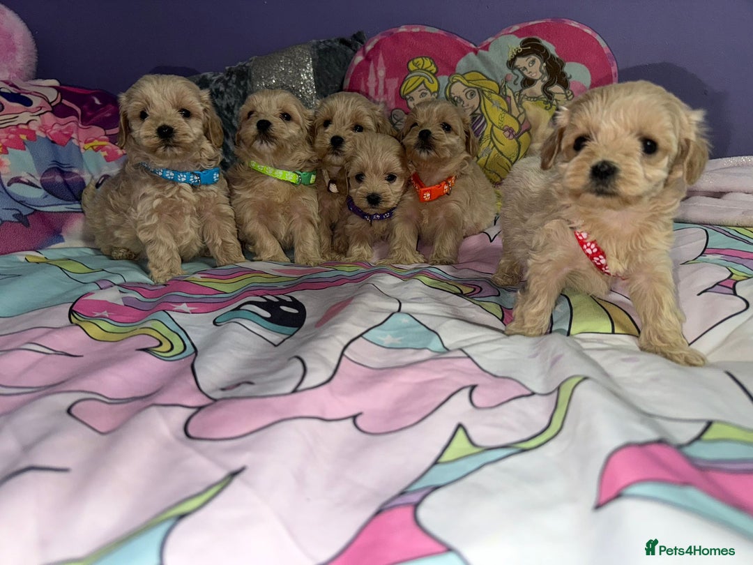 Maltipoo dogs for sale: Outstanding maltipoo - Advert 5