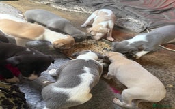 Mixed Breed dogs for sale: Whippet x greyhound puppies  - Image 7