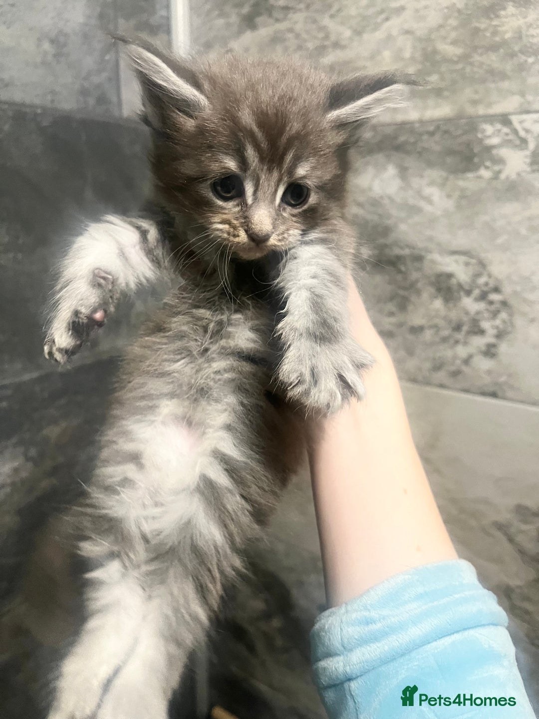 Maine Coon cats for sale: XL Maine coon kittens  - Advert 14