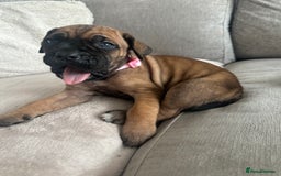 Cane Corso dogs for sale: Pure breed cane corso  - Image 6