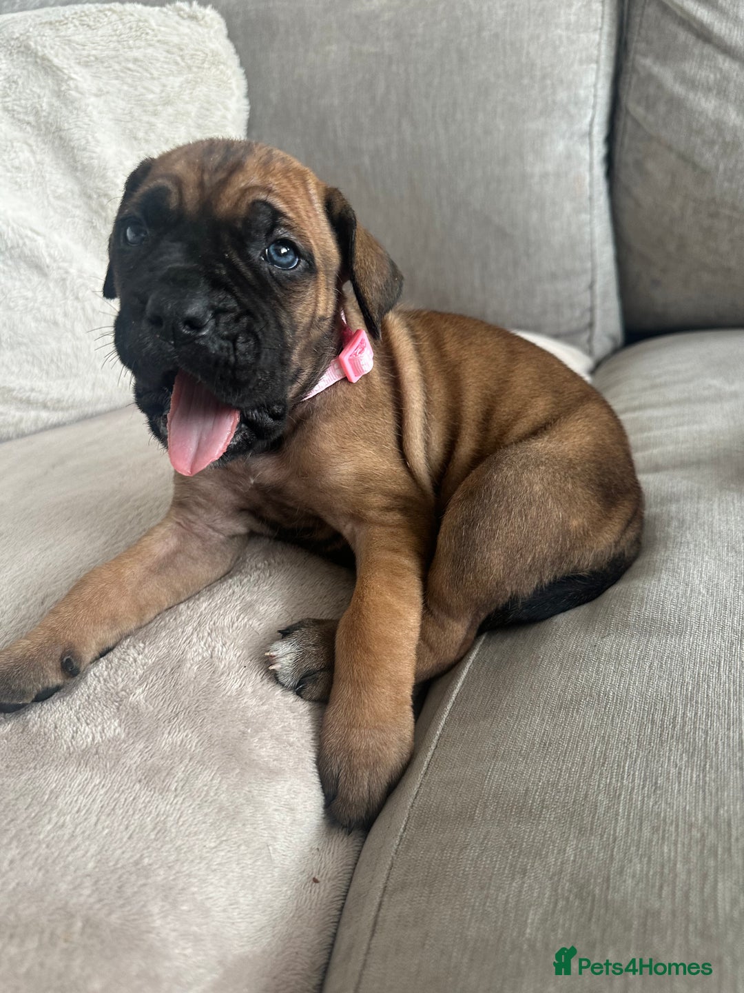 Cane Corso dogs for sale: Pure breed cane corso  - Image 6