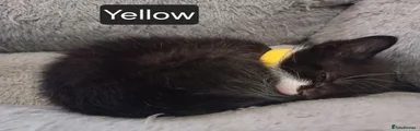 Female Black&White Kitten - Yellow collar