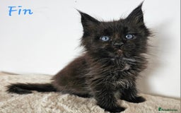 Maine Coon cats for sale: Beautiful Maine Coon kittens - Image 11