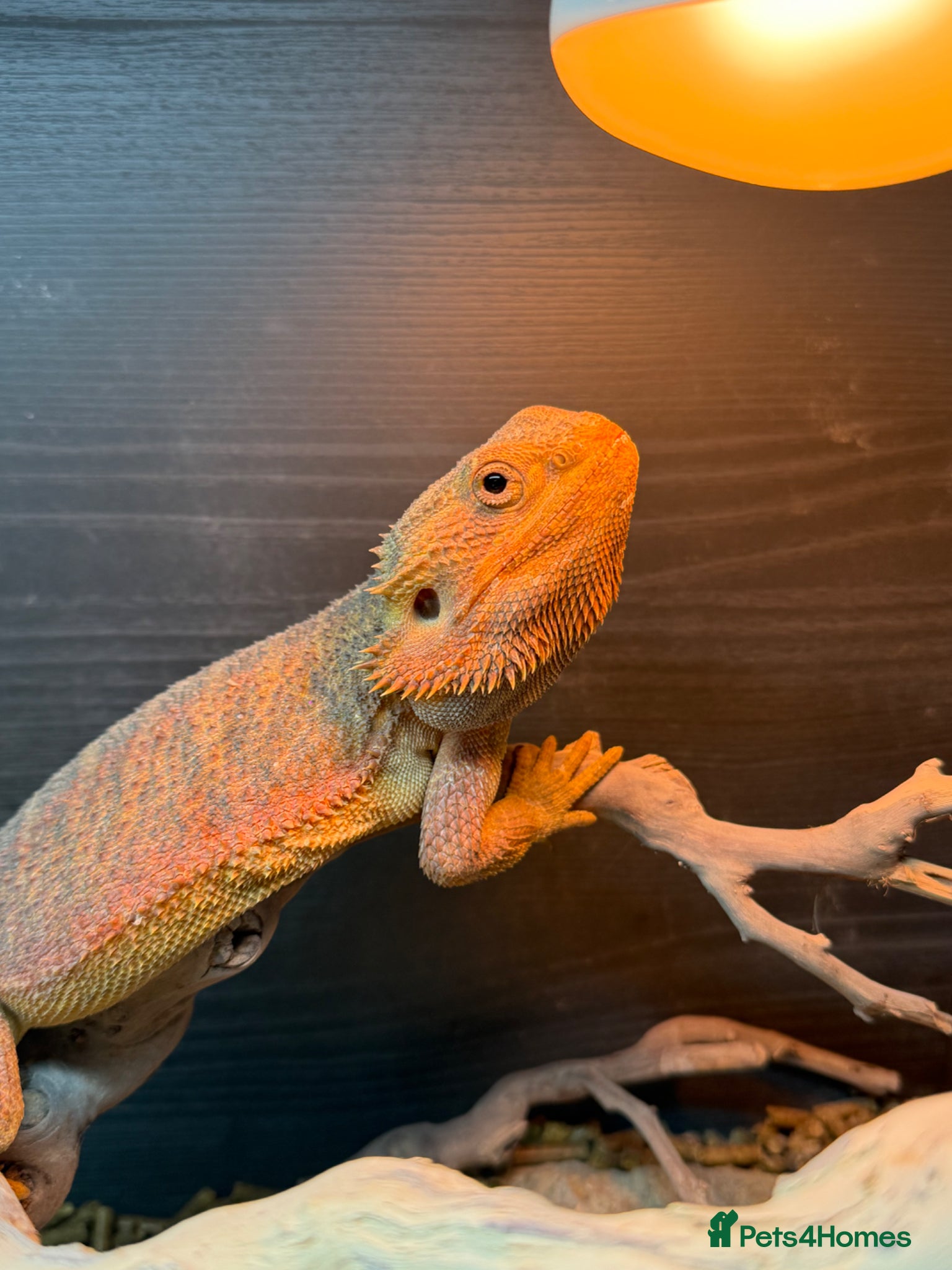 Bearded Dragon reptiles Pablo the Bearded Dragon - Advert 2