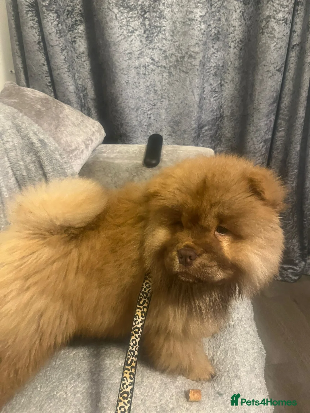 Chow Chow dogs for sale: Chow Chow Kc - Advert 3