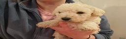 Poochon dogs for sale: Beautiful mini poodle x bichon frise puppies - Advert 2