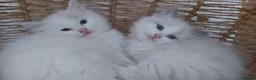 Ragdoll cats for sale: RAGDOLLS BICOLOUR GIRL BOY BLUE EYES  - Advert 23