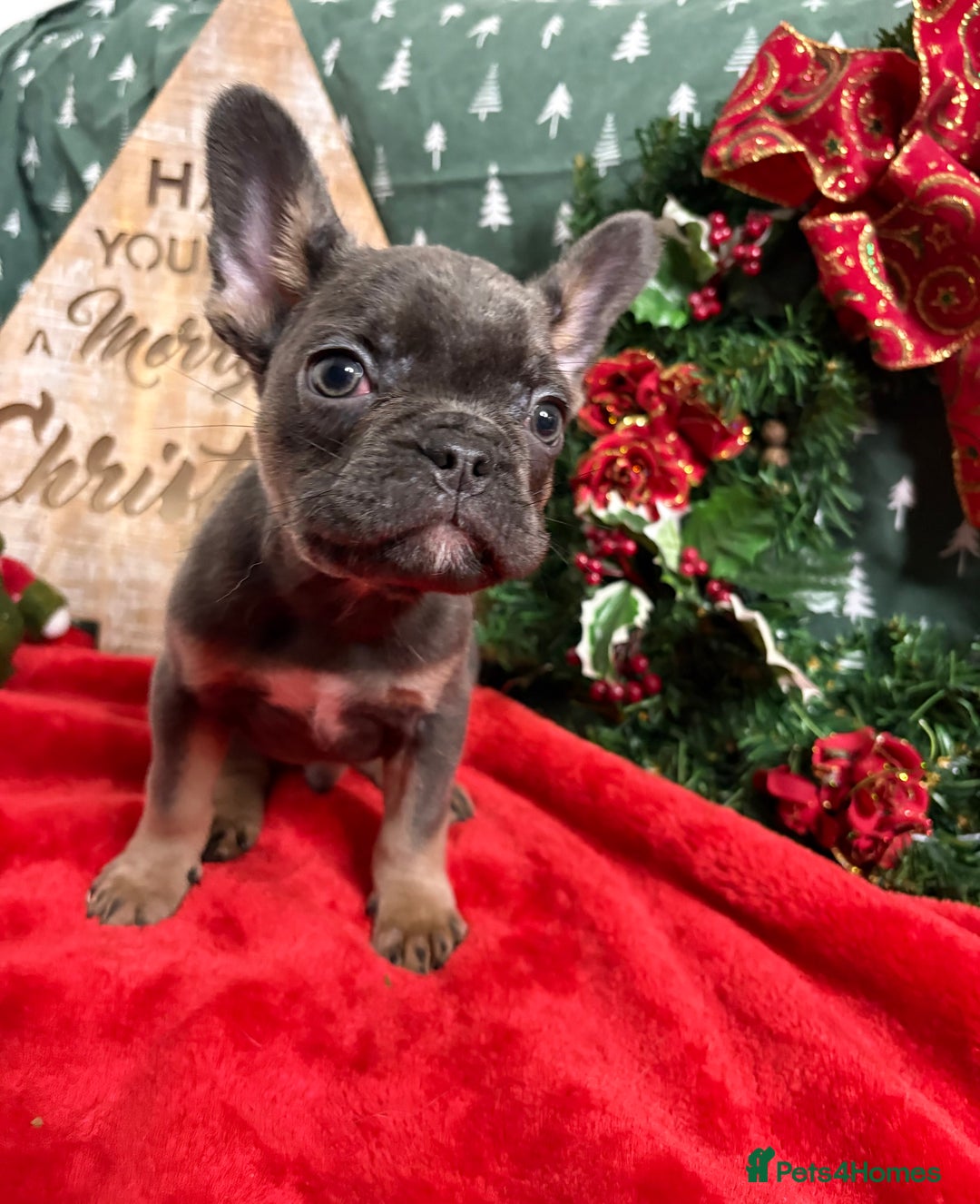 French Bulldog dogs for sale: French Bulldog Gorgeous Colours Available - Advert 9