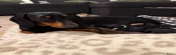 Dachshund dogs for sale: Dachshund Puppies - Ready to reserve - Advert 6