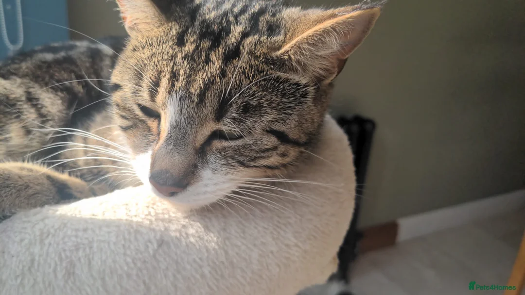 British Shorthair cats for sale: Beautiful British Short Hair Kittens for Sale in Ilford - Advert 17