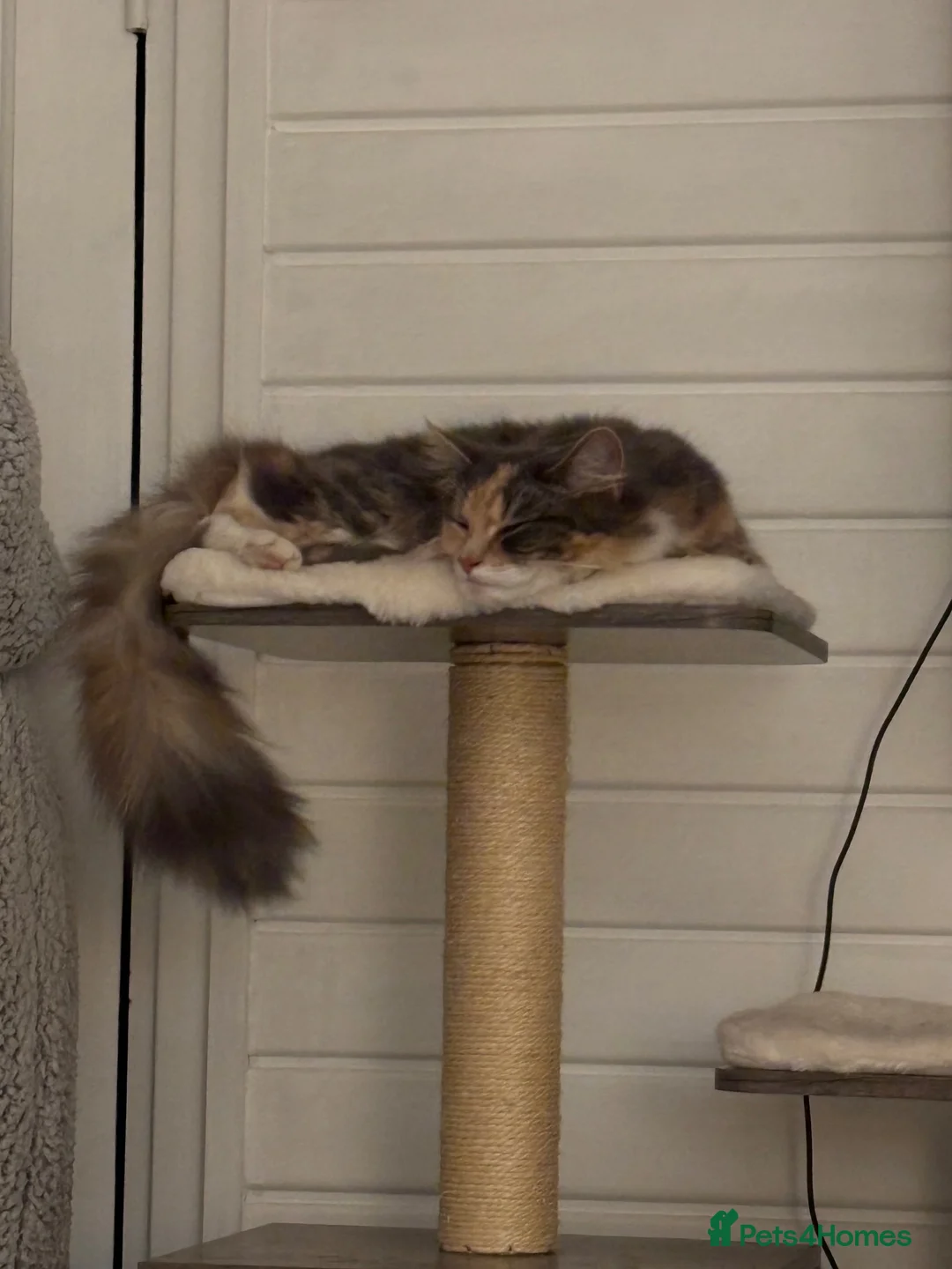Mixed Breed cats for sale: Beautiful female diluted calico - Advert 3