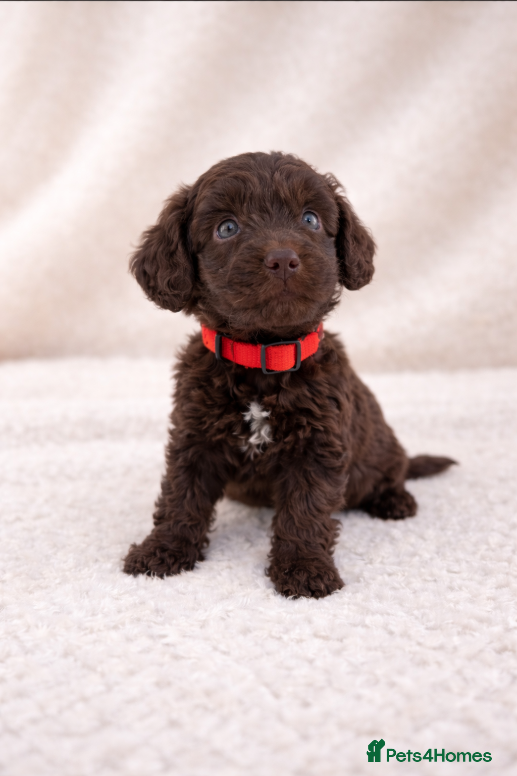Cockapoo dogs 🐶 Exceptional Chocolate F1 Cockapoo Puppies - Advert 18