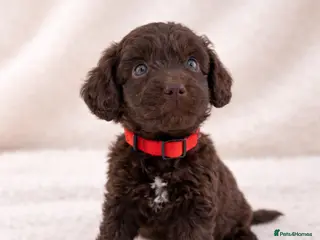 Cockapoo dogs 🐶 Exceptional Chocolate F1 Cockapoo Puppies - Advert 18