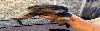 Rottweiler 1