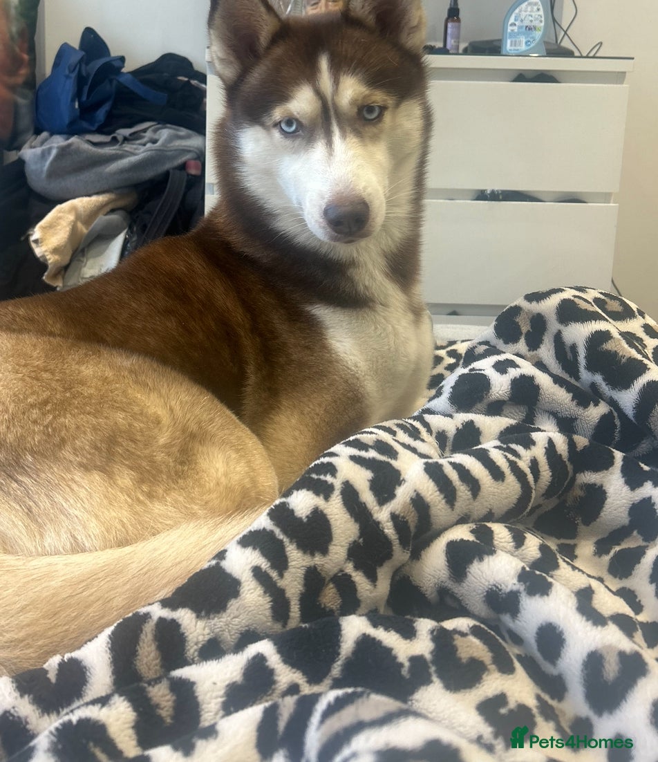 Siberian Husky dogs Female Siberian husky  - Advert 4