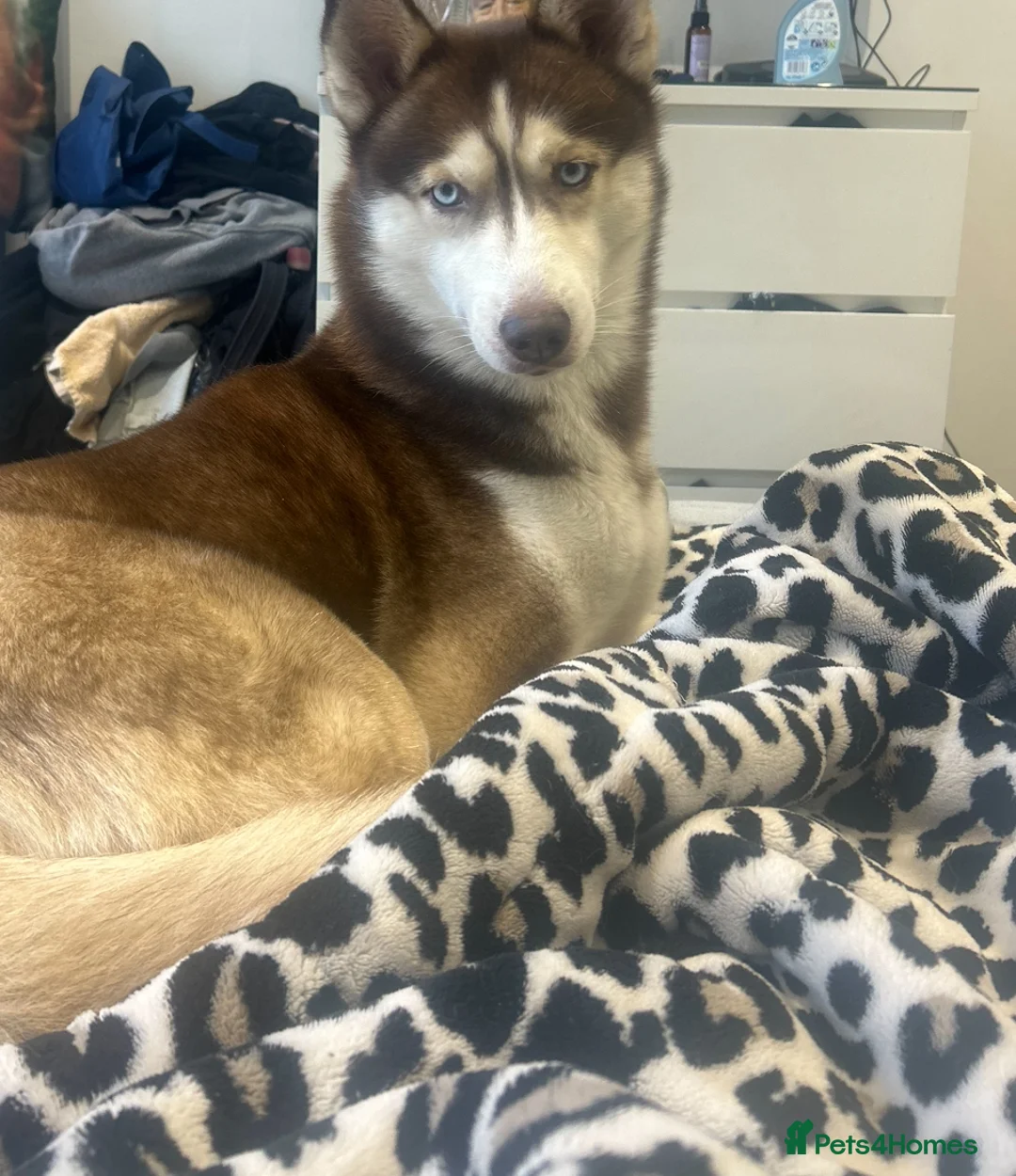 Siberian Husky dogs for sale: Female Siberian husky  - Advert 1