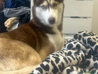 Siberian Husky dogs Female Siberian husky - Advert 4